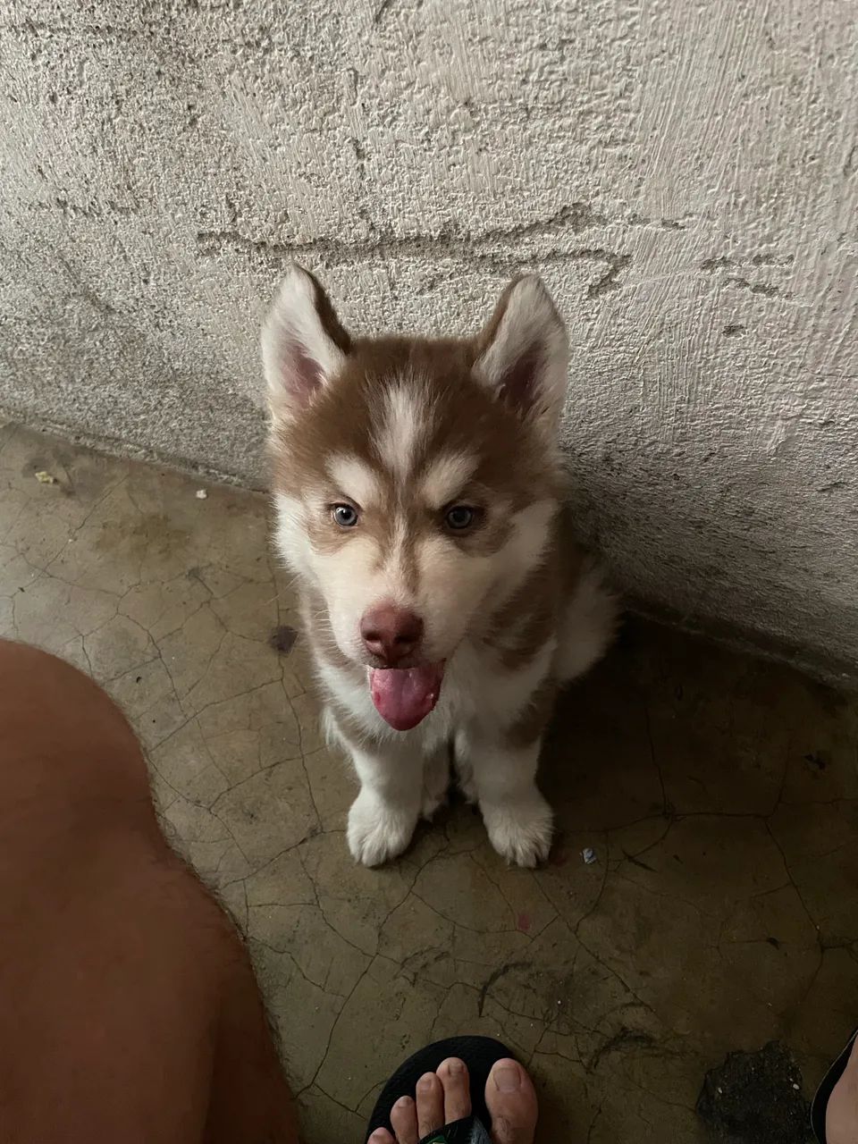 Husk Siberiano 