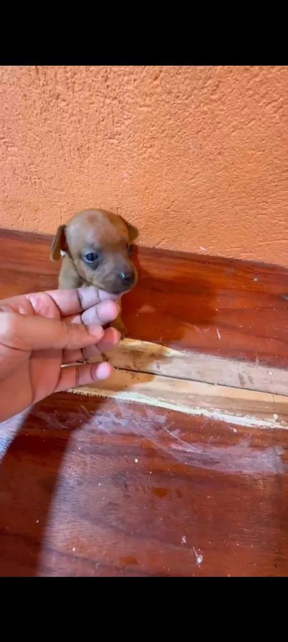 Cachorro pinscher micro zero - Foto 4