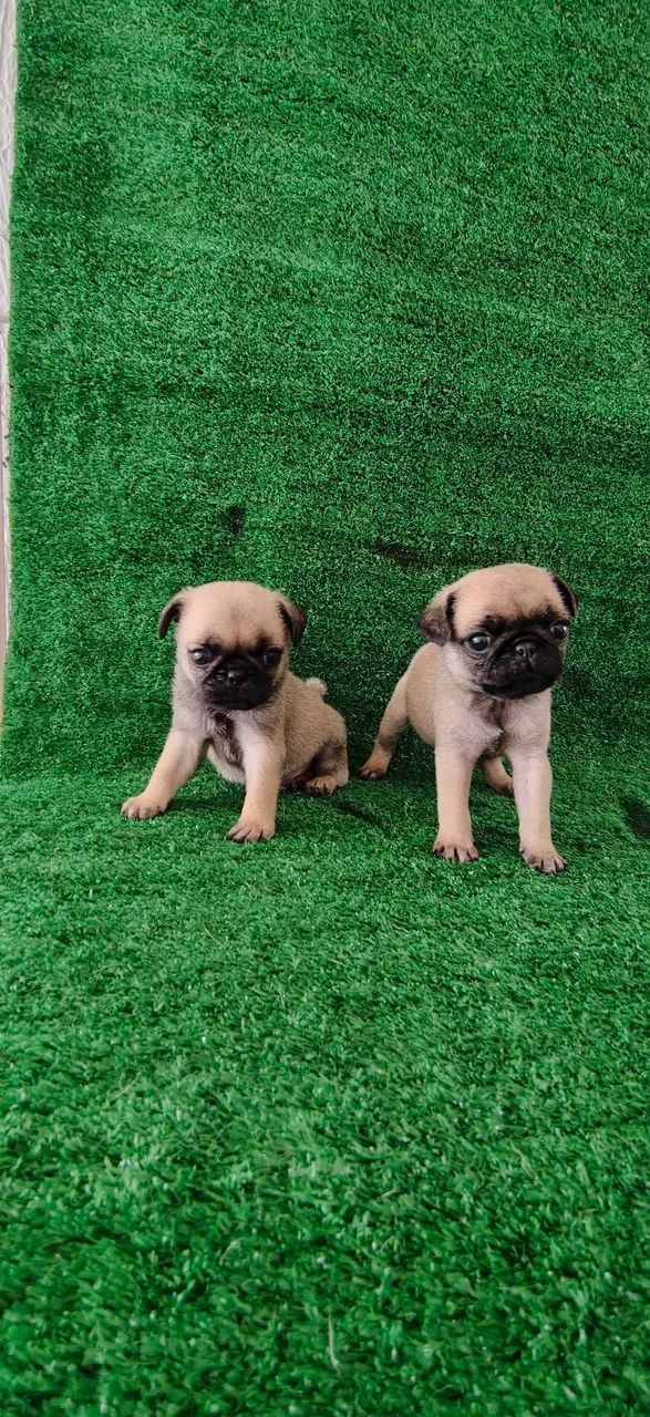 Filhotes de Pug macho  - Foto 2
