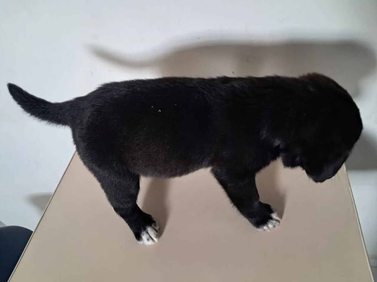 Filhotes labrador  - Foto 4