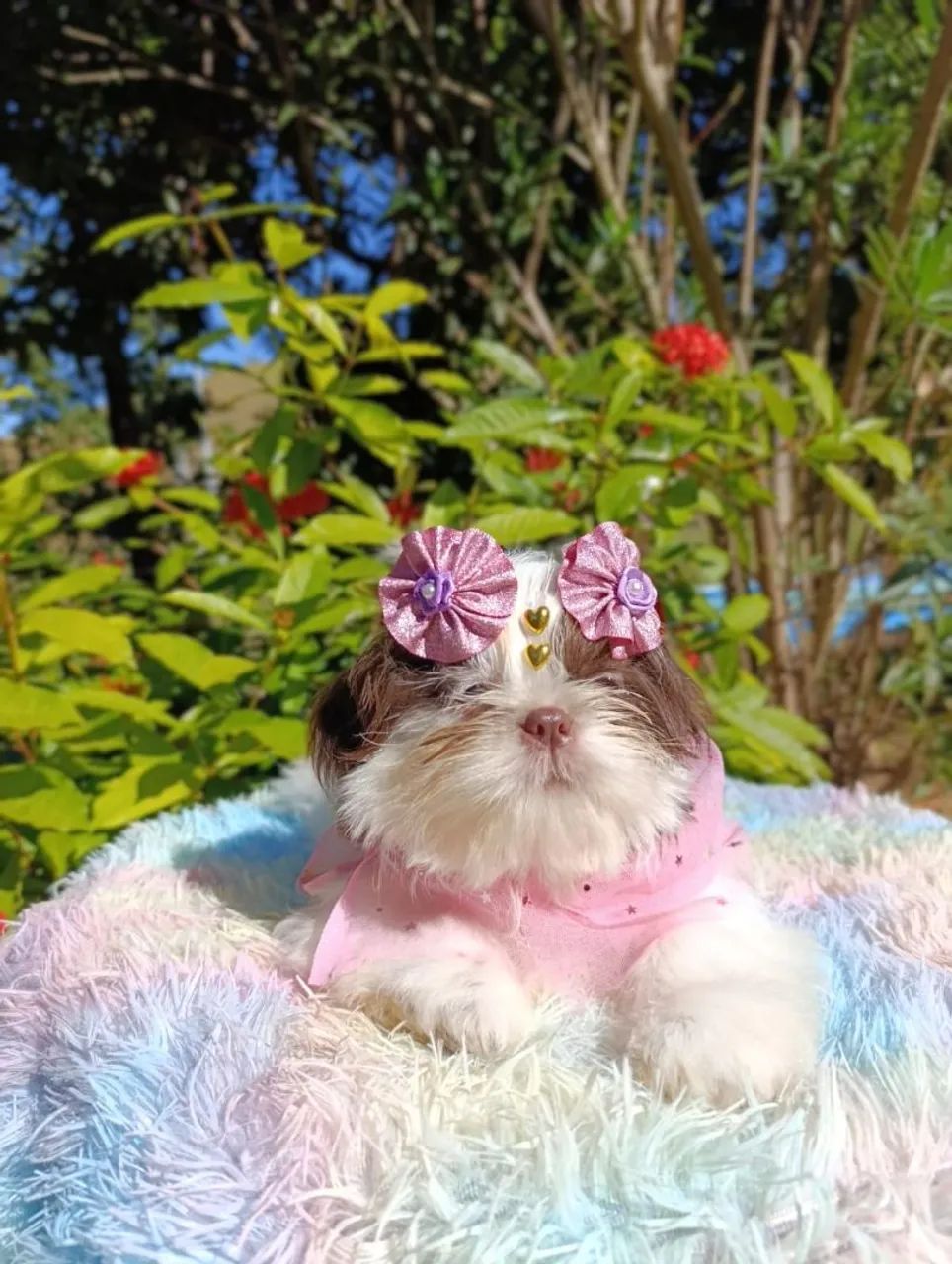 Shihtzu  - Foto 4