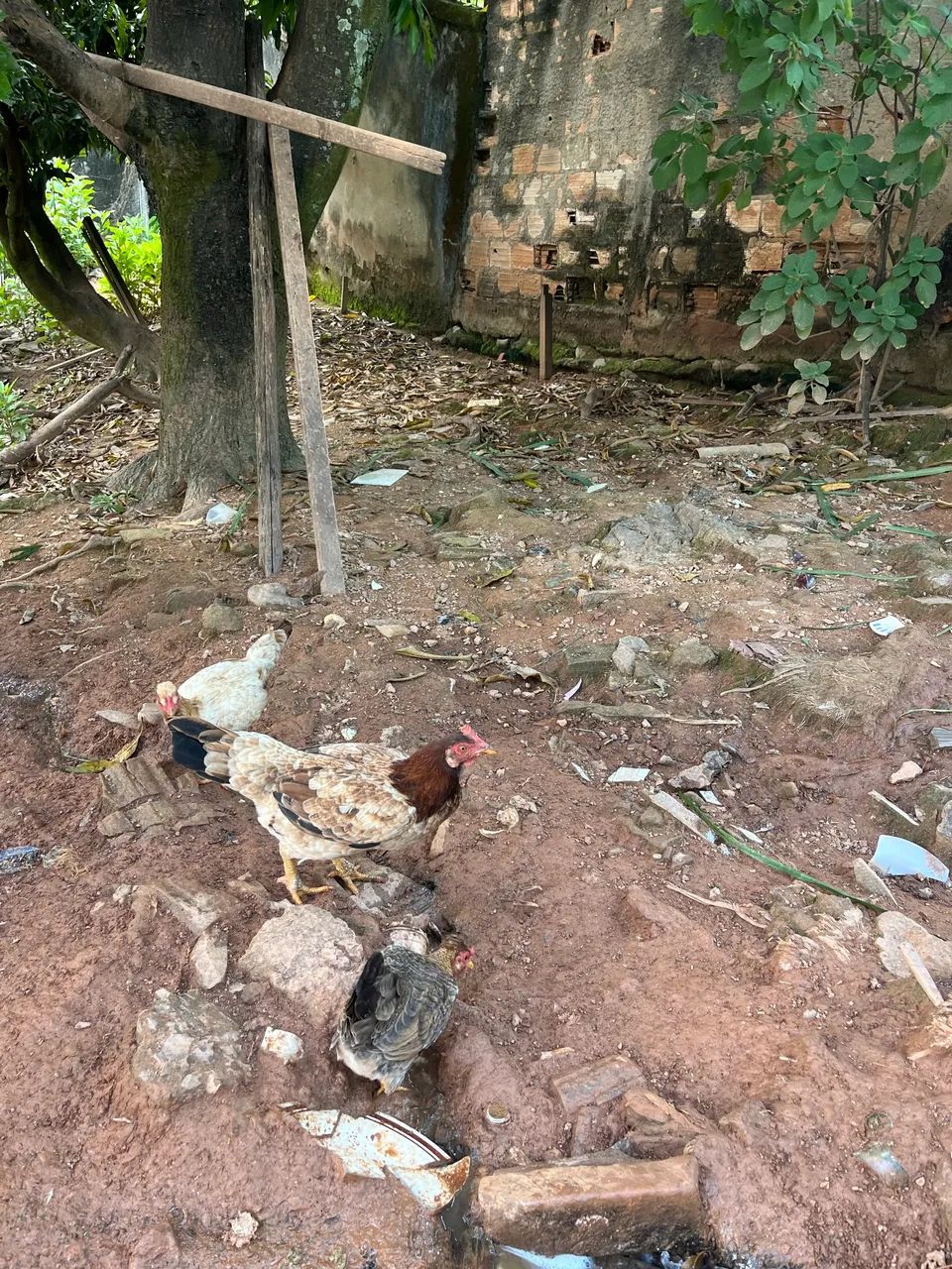 Galinha