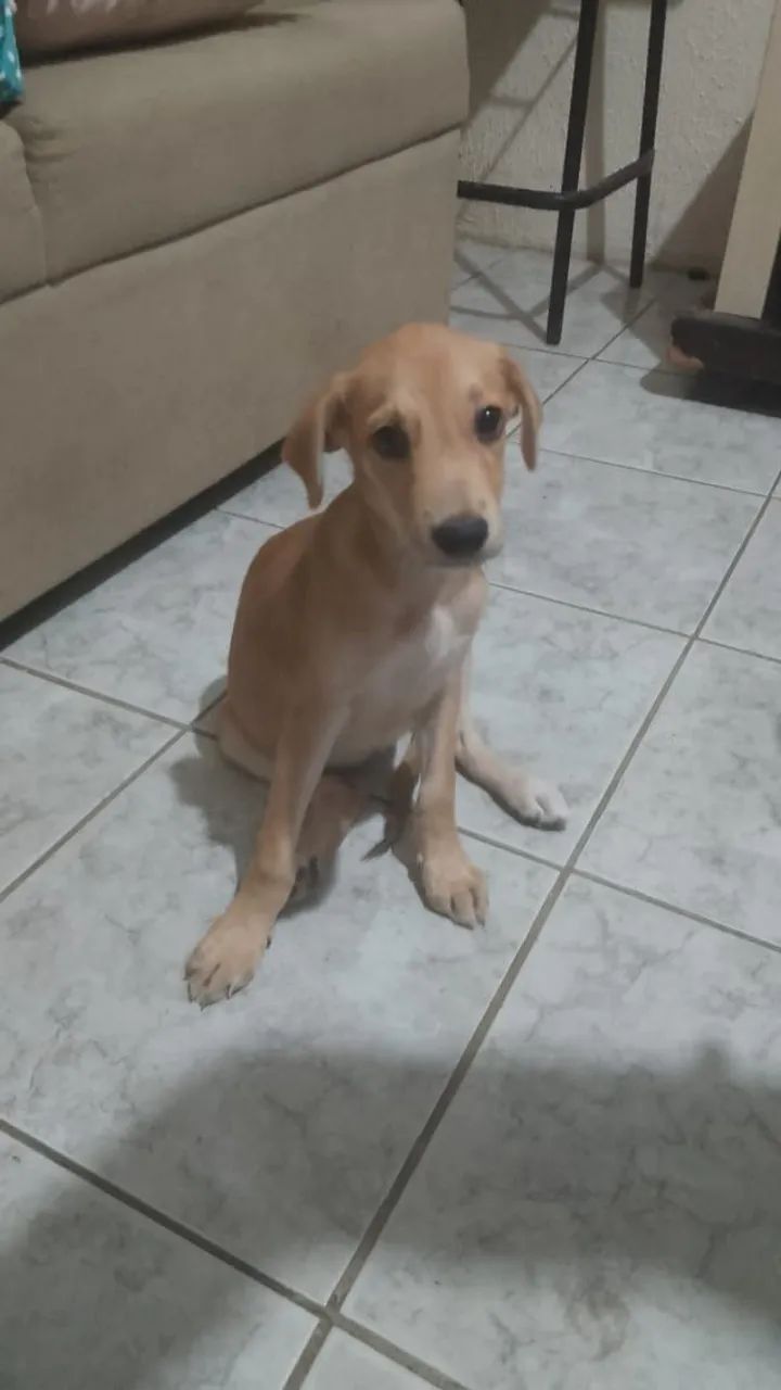 Cachorrinha para doação responsável  - Foto 2