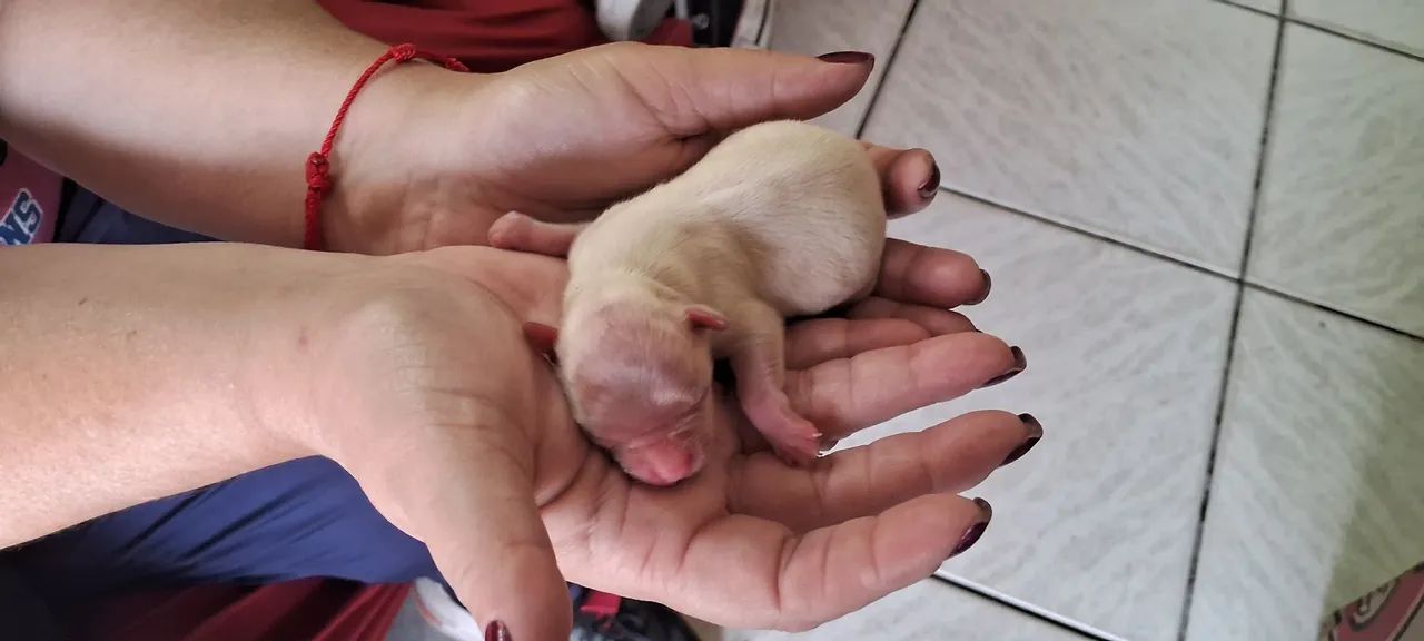 Chihuahua  - Foto 4