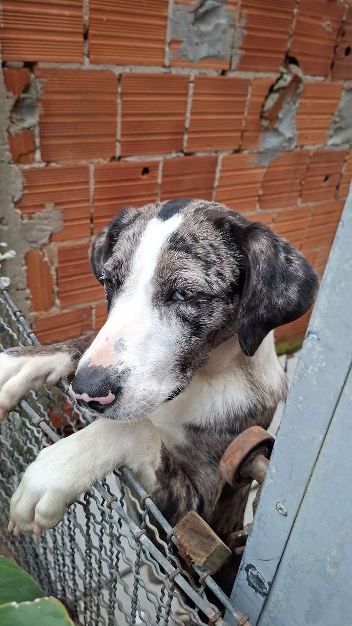 Doasse cachorro - Foto 2