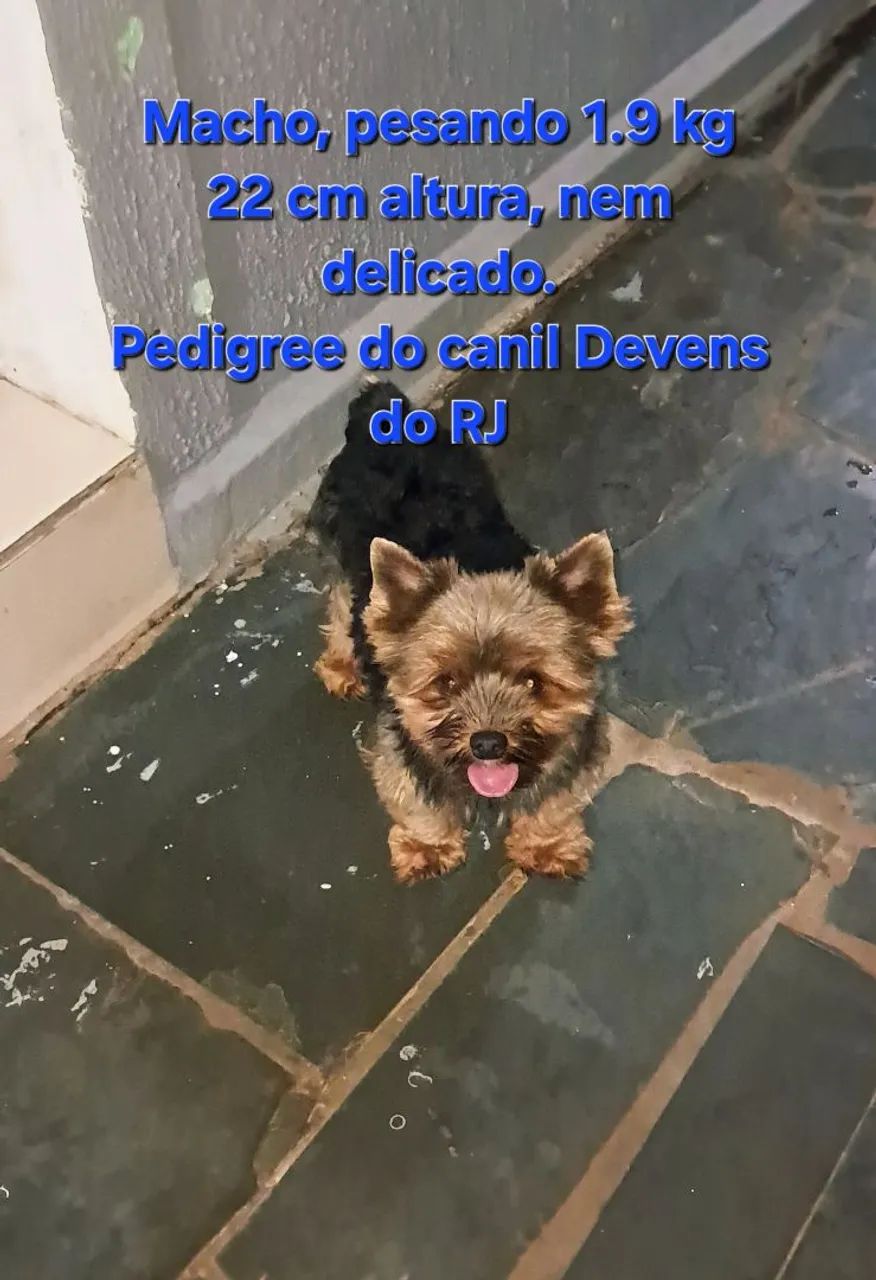 Yorkshire terrier casal, oportunidade única  - Foto 2