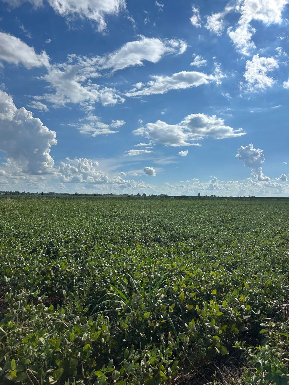 ? VENDE-SE CHÁCARA - SIDROLÂNDIA/MS  - Foto 5