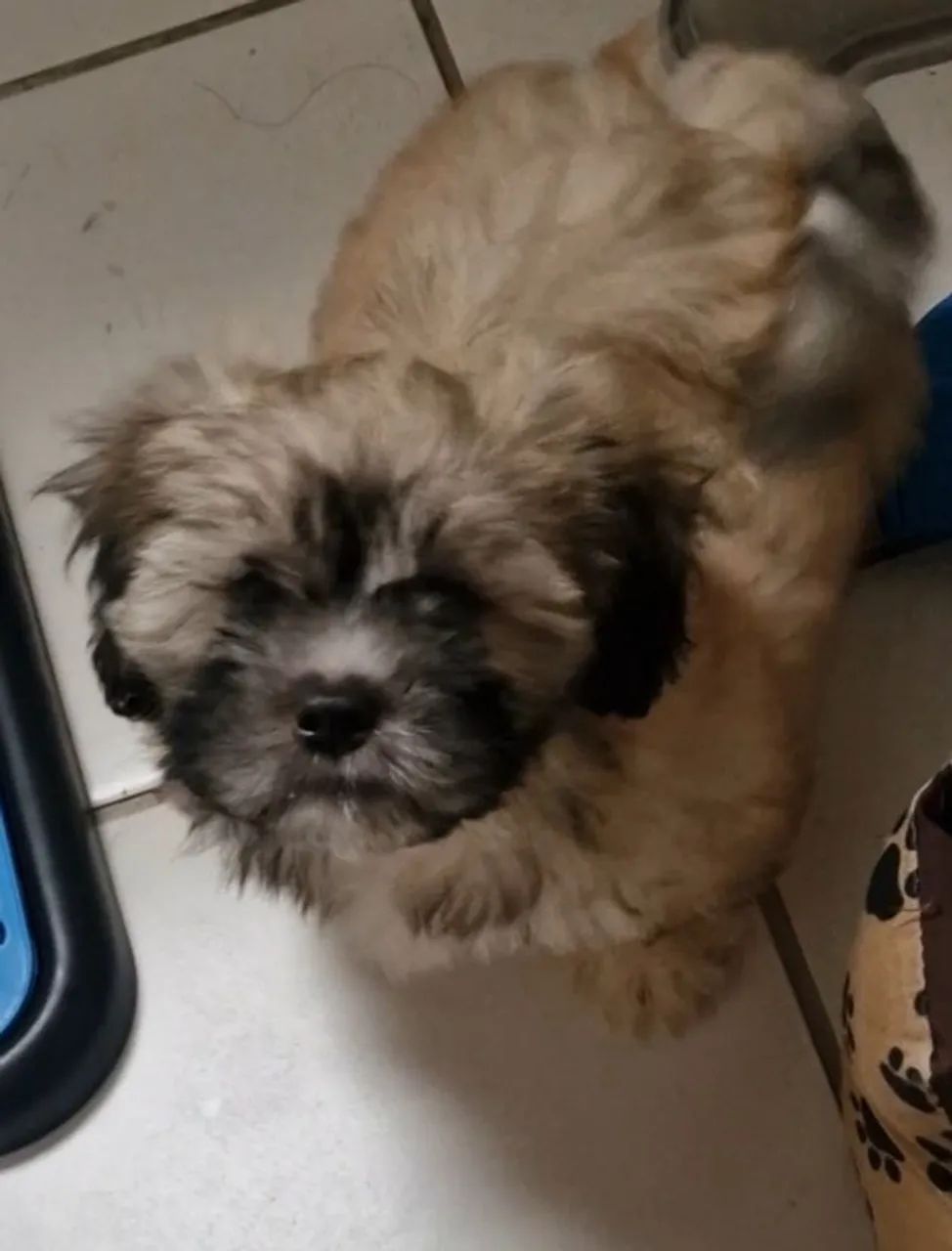 Cachorro shih tzu  - Foto 4