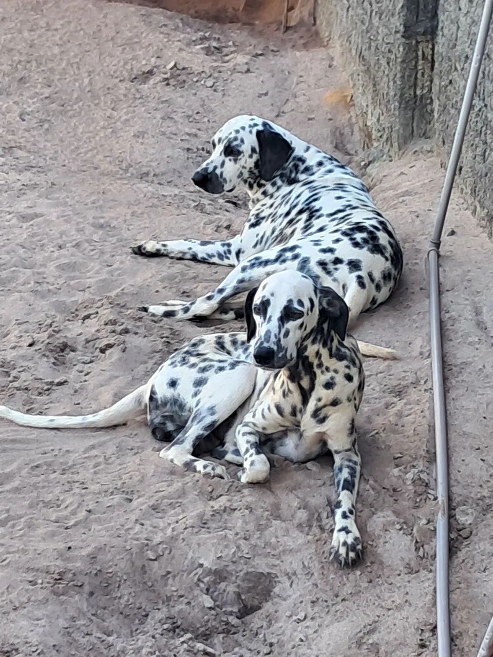 Cachorro  - Foto 2