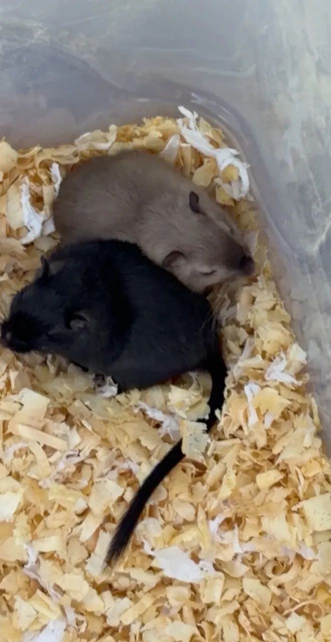 GERBIL CASAL