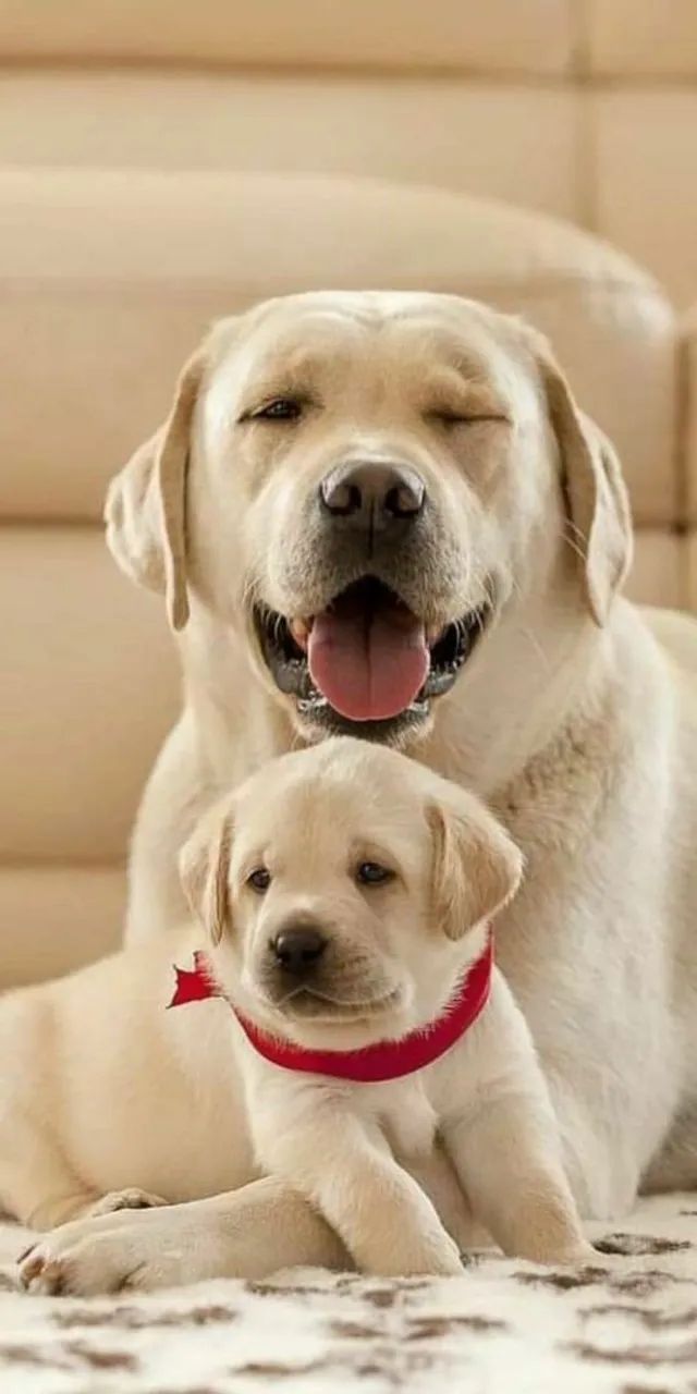 Labrador Retriever lindos filhotes 
