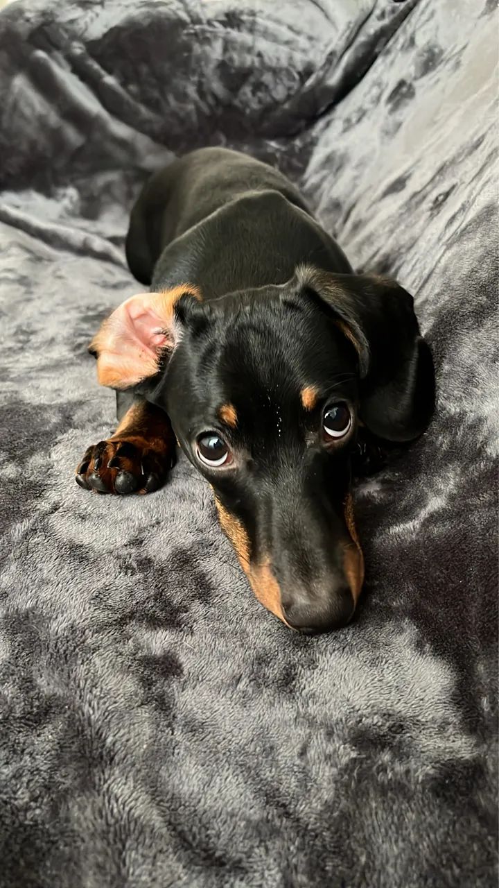 Dachshund - Foto 5