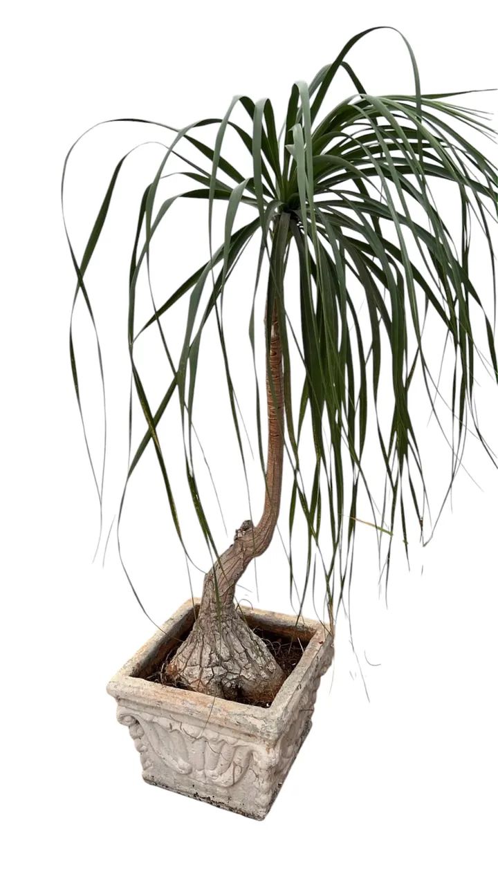 Vendo Par de Pata-de-Elefante Grandes e Adultas - Plantas Ornamentais - Foto 2