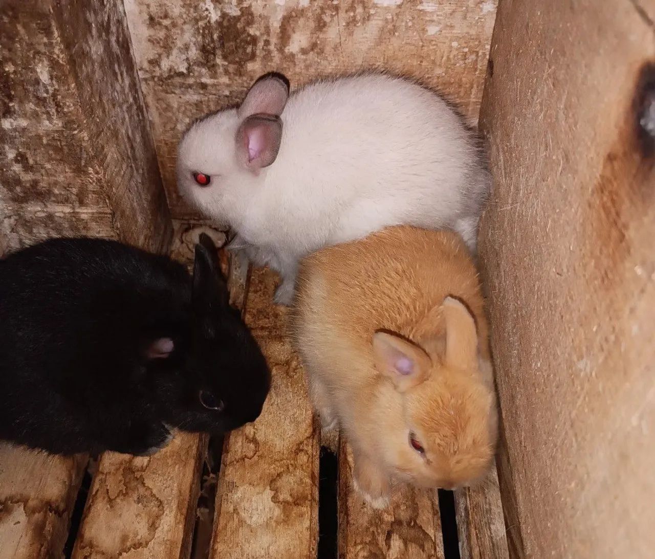 Filhotes mini coelho Netherland - Foto 5