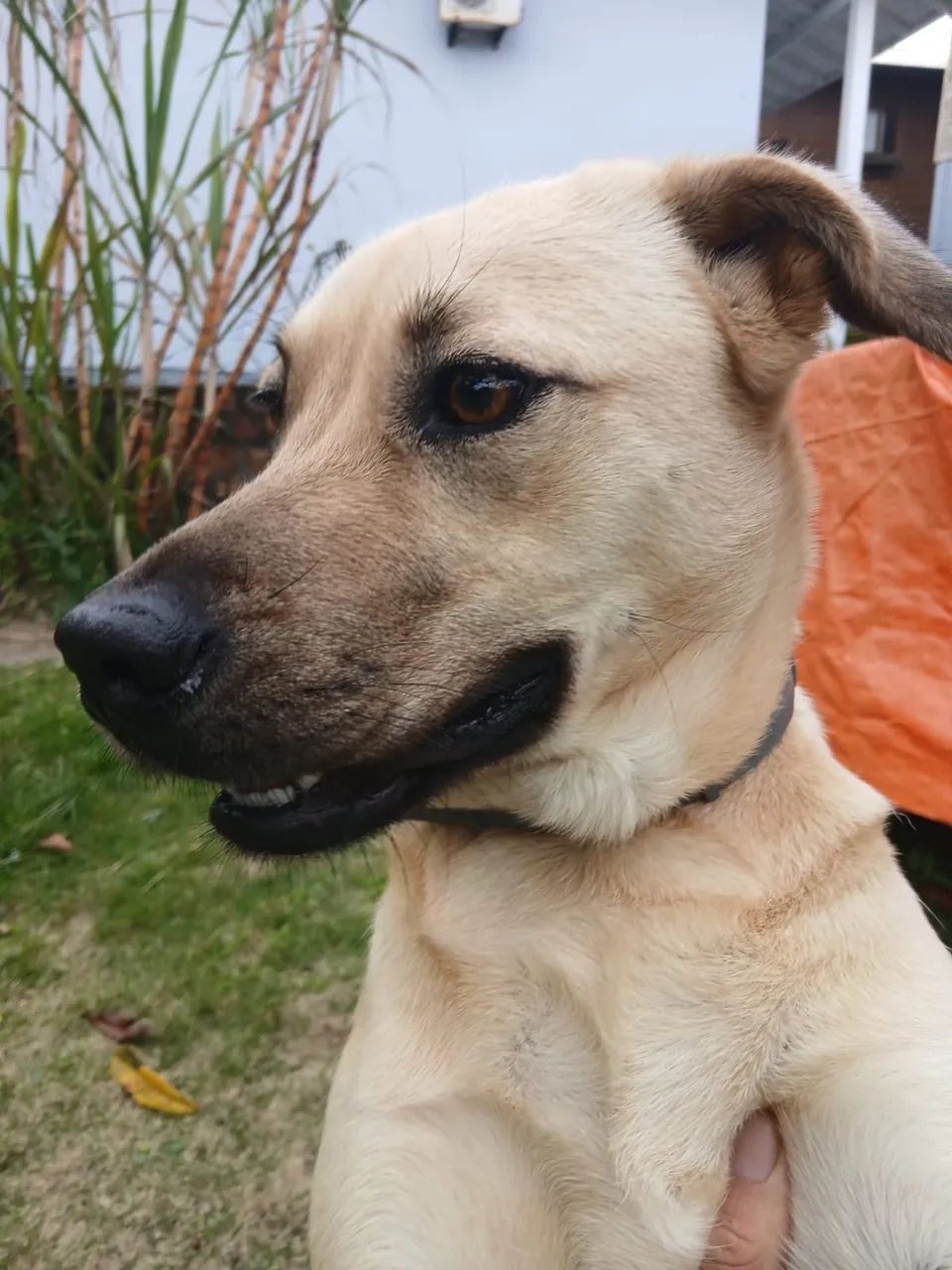 Doação cachorrinho  - Foto 2