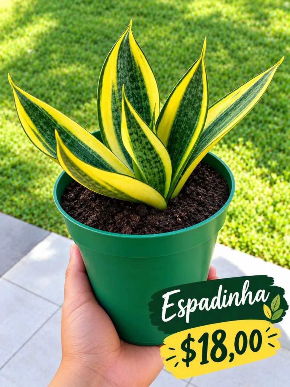 Plantas 