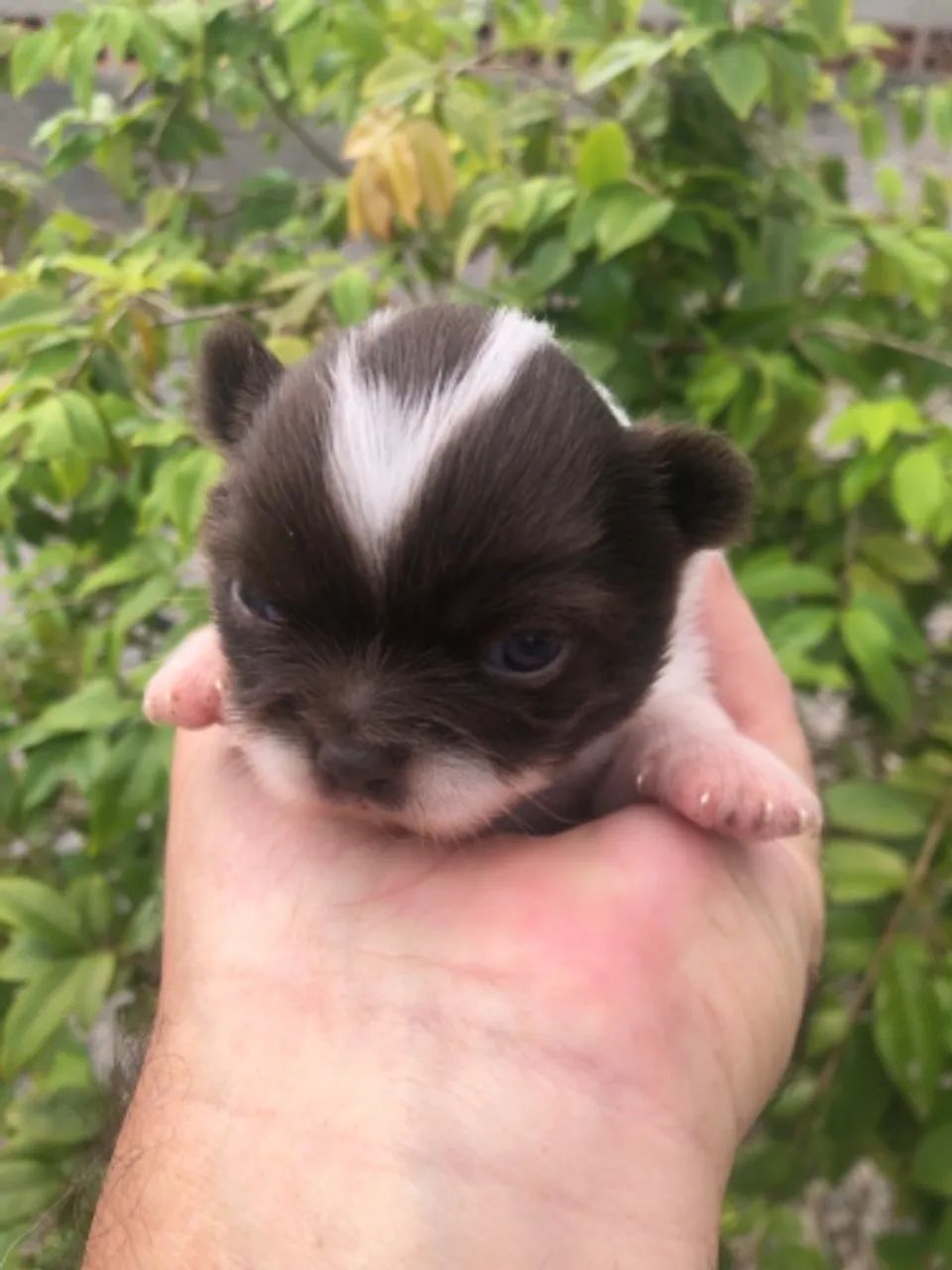 Macho chihuahua pelo longo chocolate com branco 