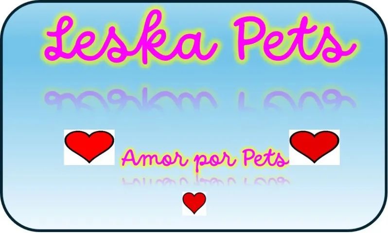 Porquinhas da índia raça Inglês - Foto 2