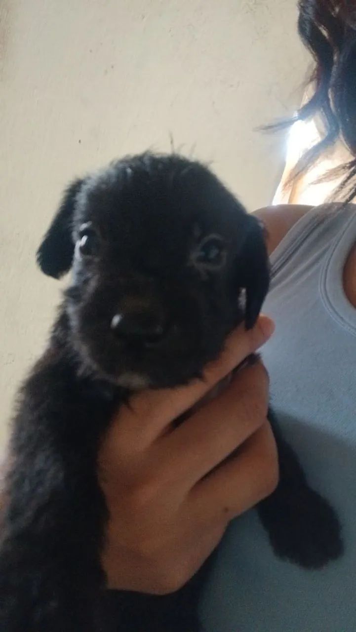 Vendo pinscher misturado com poodle - Foto 3