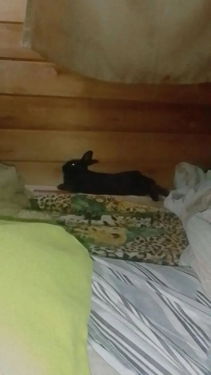Coelho - Foto 2