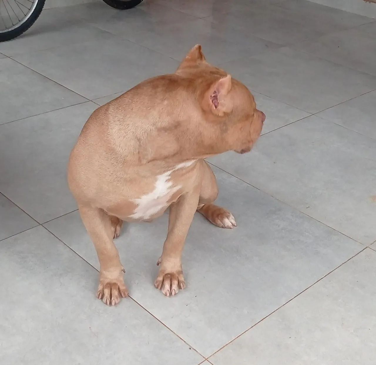 Pit Monster com pedigree.Super dócil e brincalhão.. - Foto 2