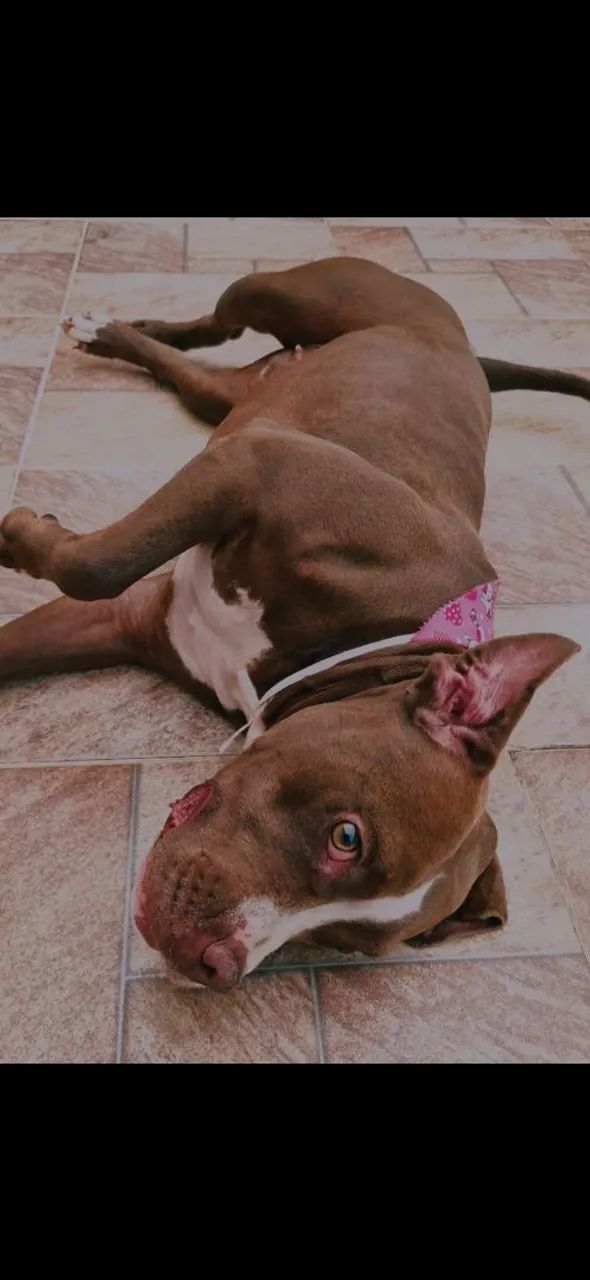 Doando pit bull - Foto 4