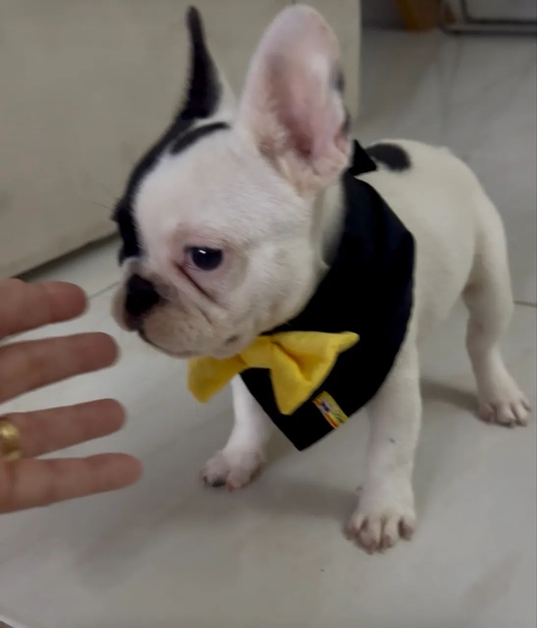 Buldogue Francês macho - Foto 3
