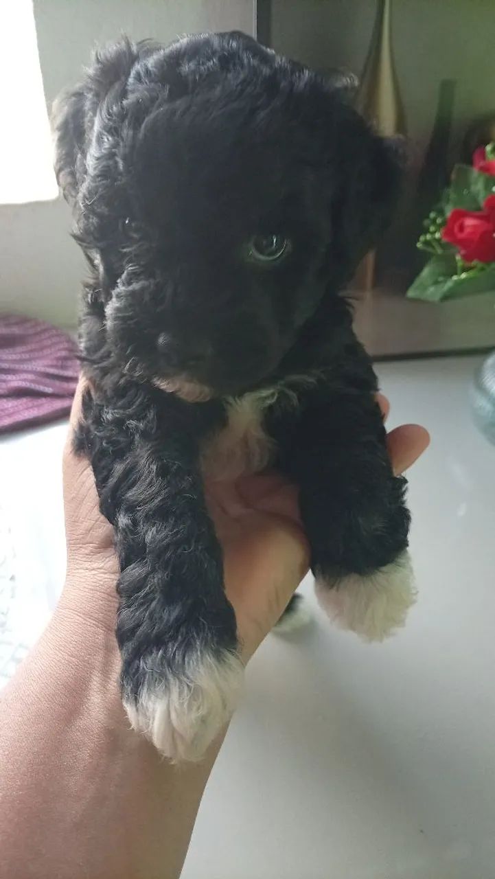 Cachorro poodle  - Foto 2
