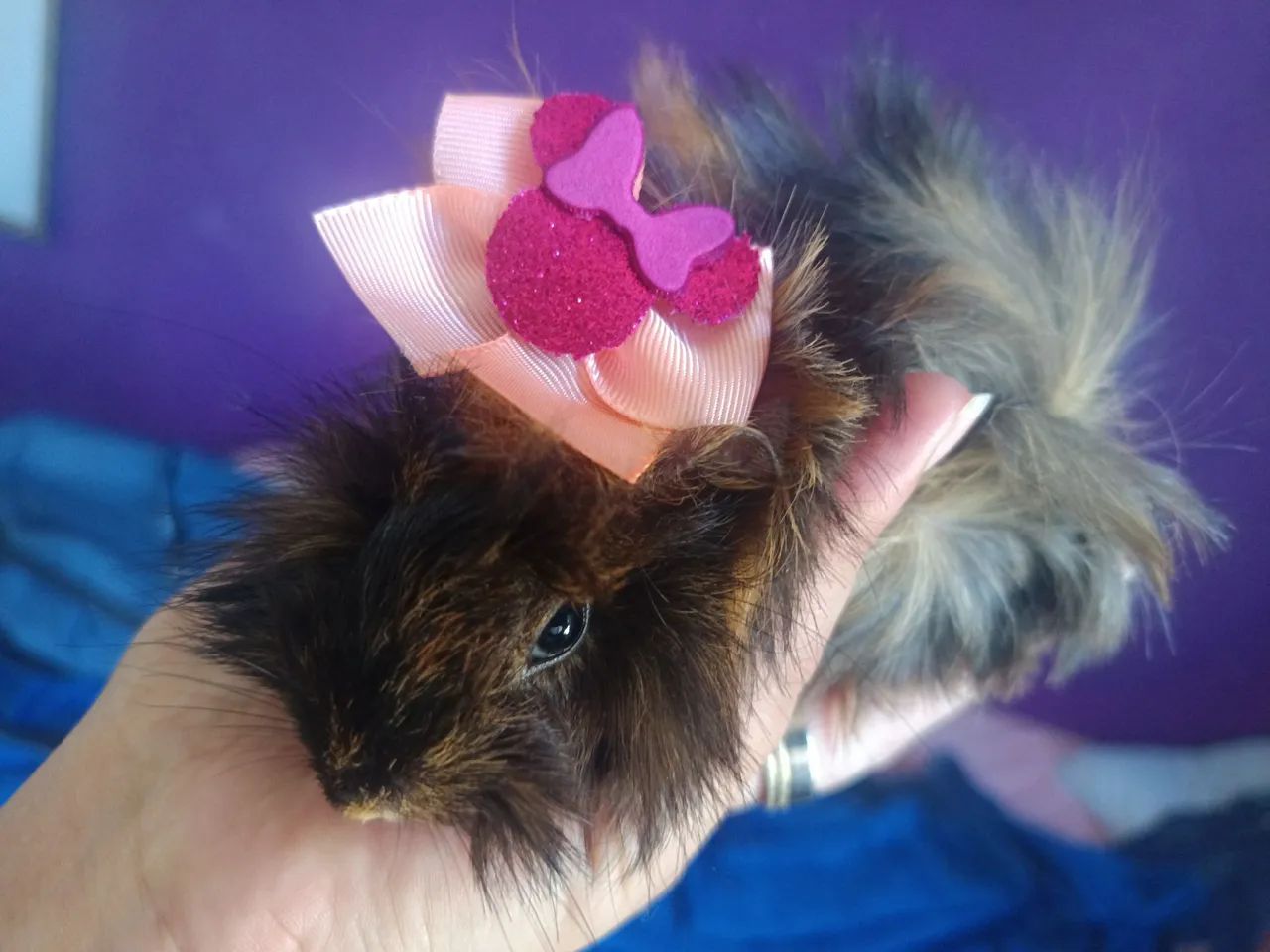 Porquinho da Índia peruano e abissínio  - Foto 2