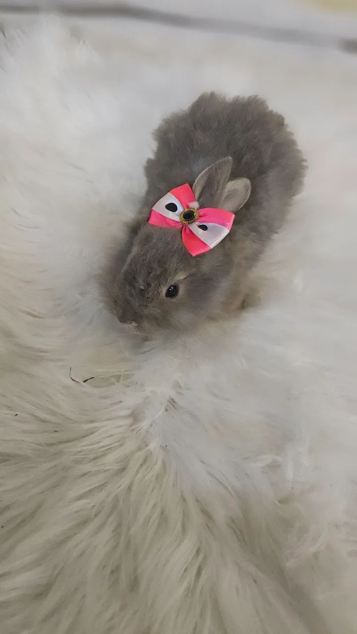 Mini coelho pra venda.. - Foto 2