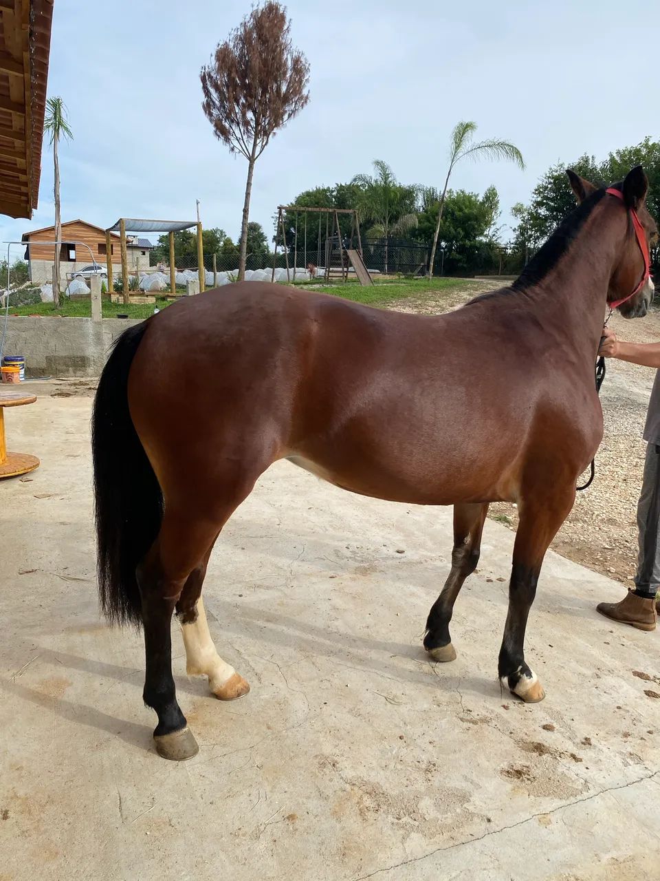 Égua crioula  - Foto 3