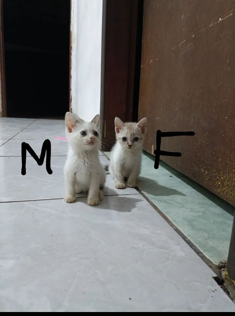 Doação Gatos - Foto 2