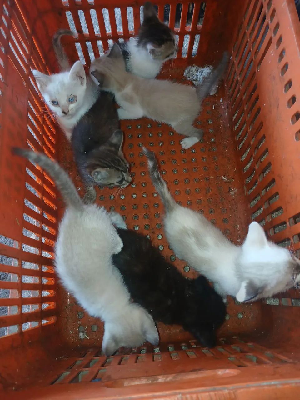 Doando gatinhos - Foto 2