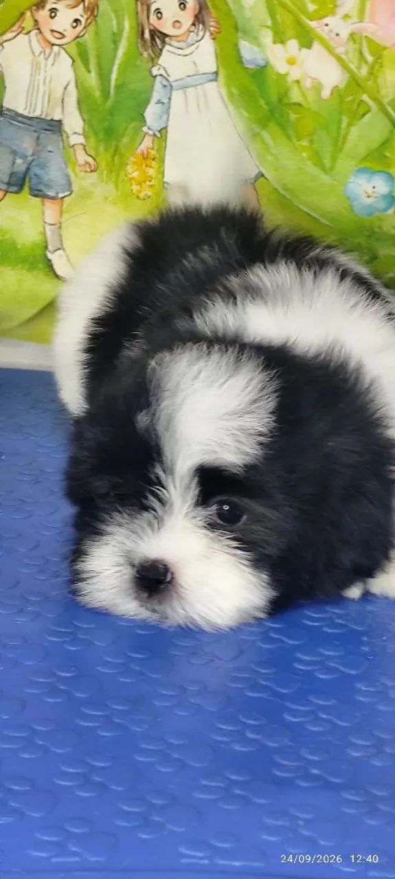 Lhasa apso macho com pedigree  - Foto 2