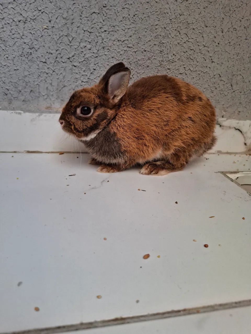Coelha anã - Foto 2