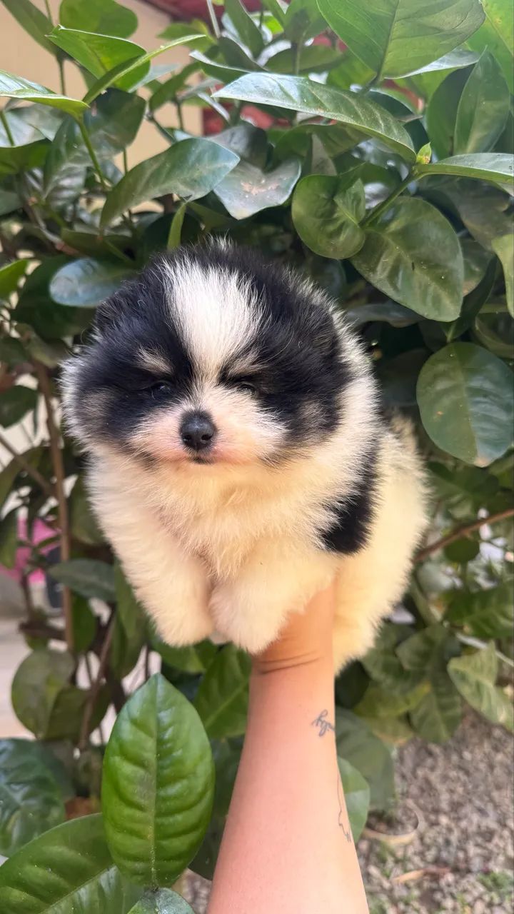 Spitz Alemão macho  - Foto 2