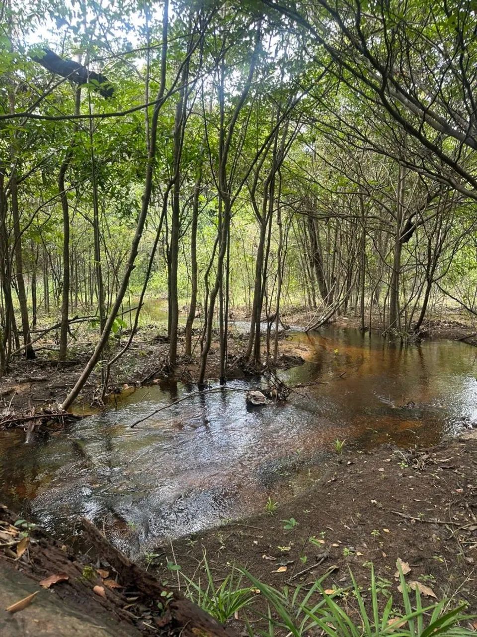 Terreno fundo igarapé