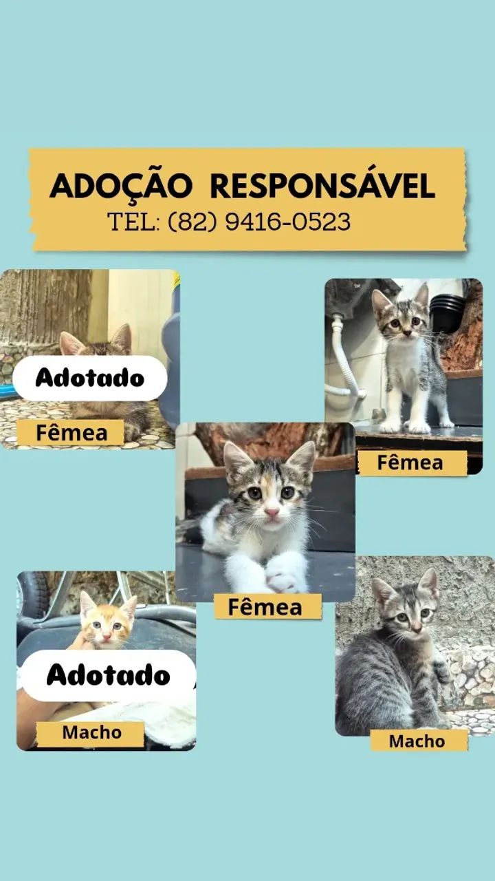 Animais