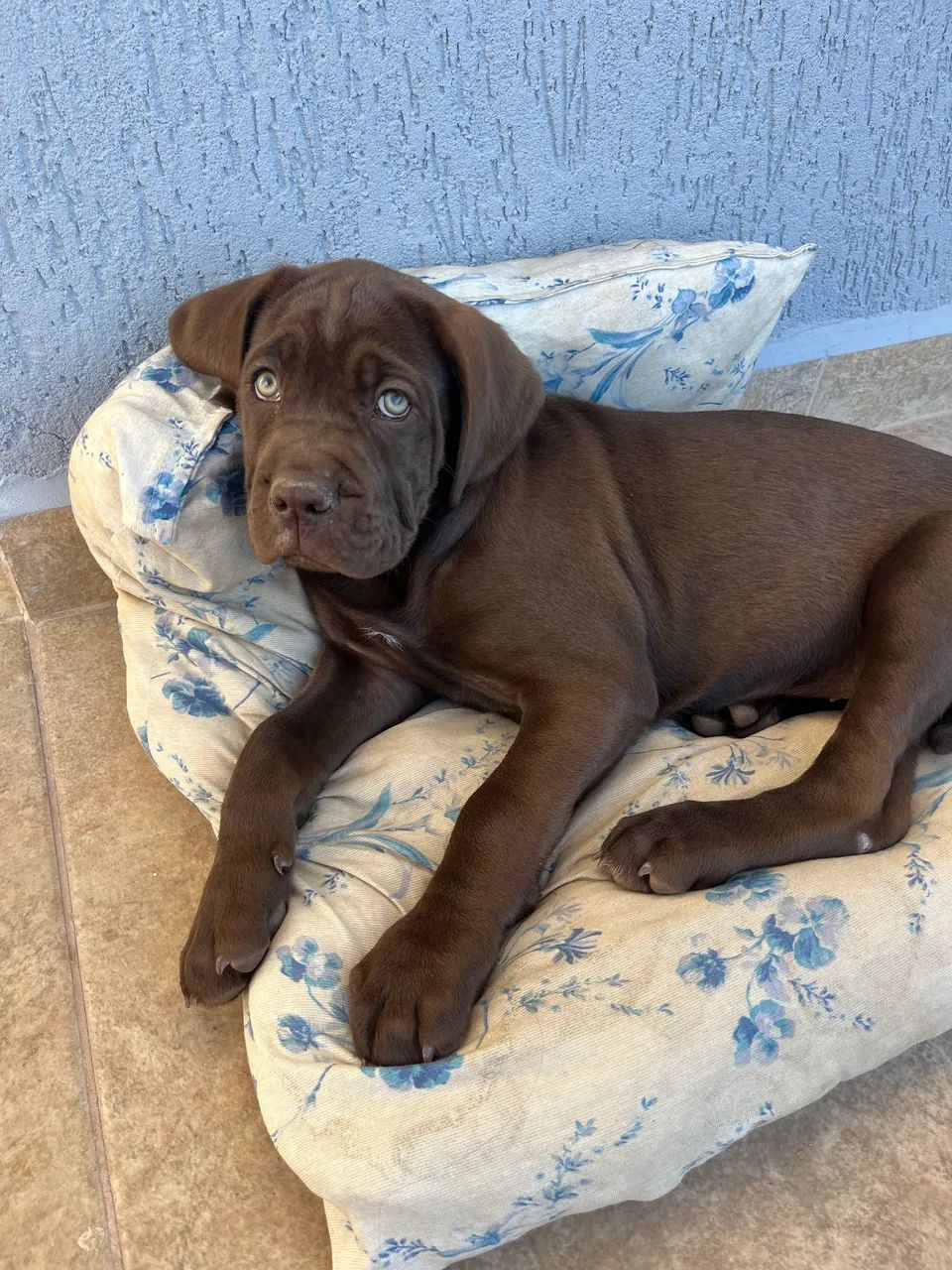 Cachorro Cane Corso - Foto 2