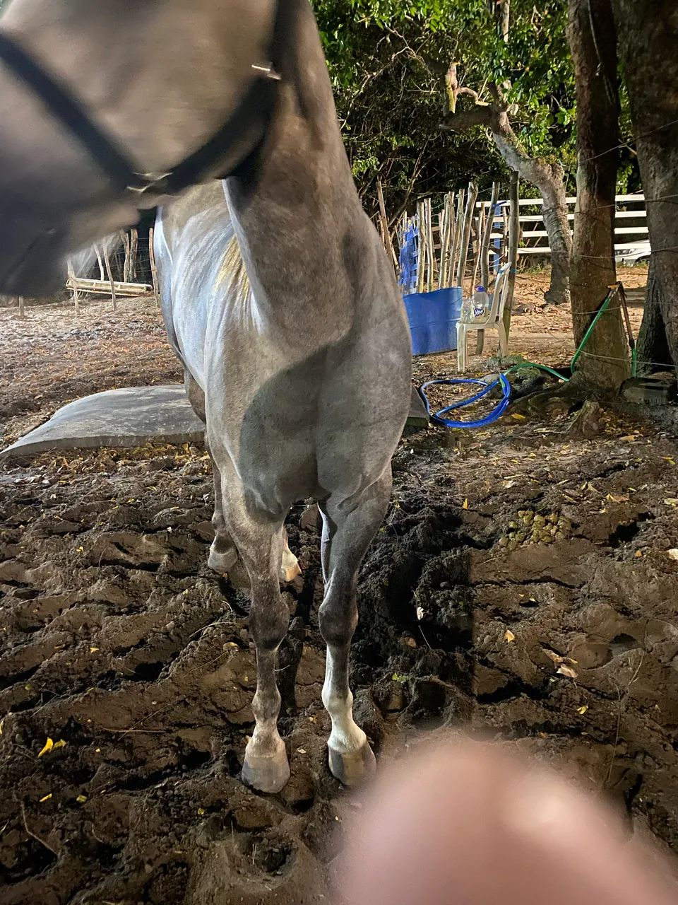 Poutro de 3 anos puro de origem  - Foto 2