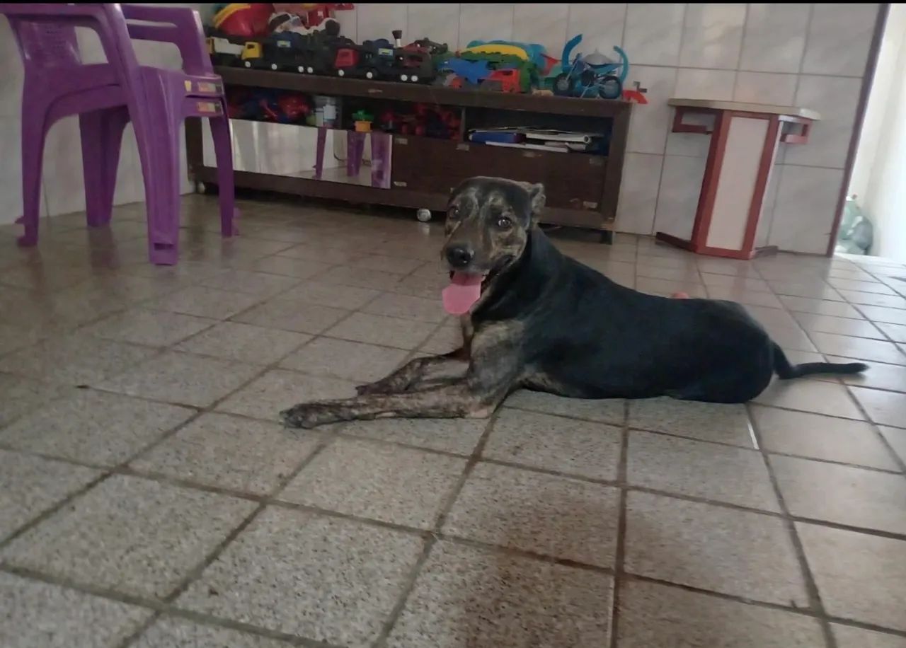 Doação de cachorro  - Foto 2