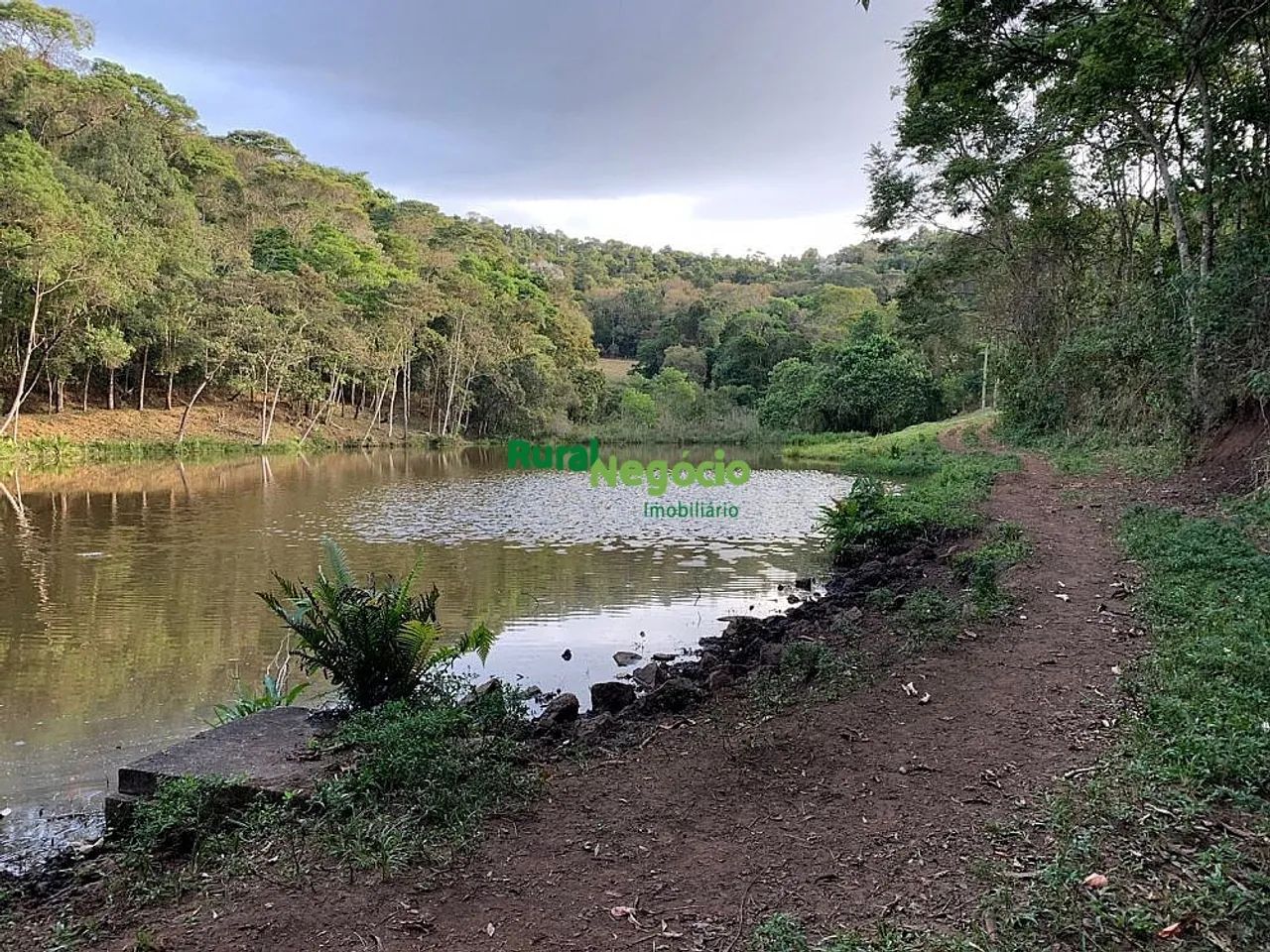 FAZENDA COM PLANTAÇÃO DE EUCALIPTOS EM BRAZÓPOLIS-MG