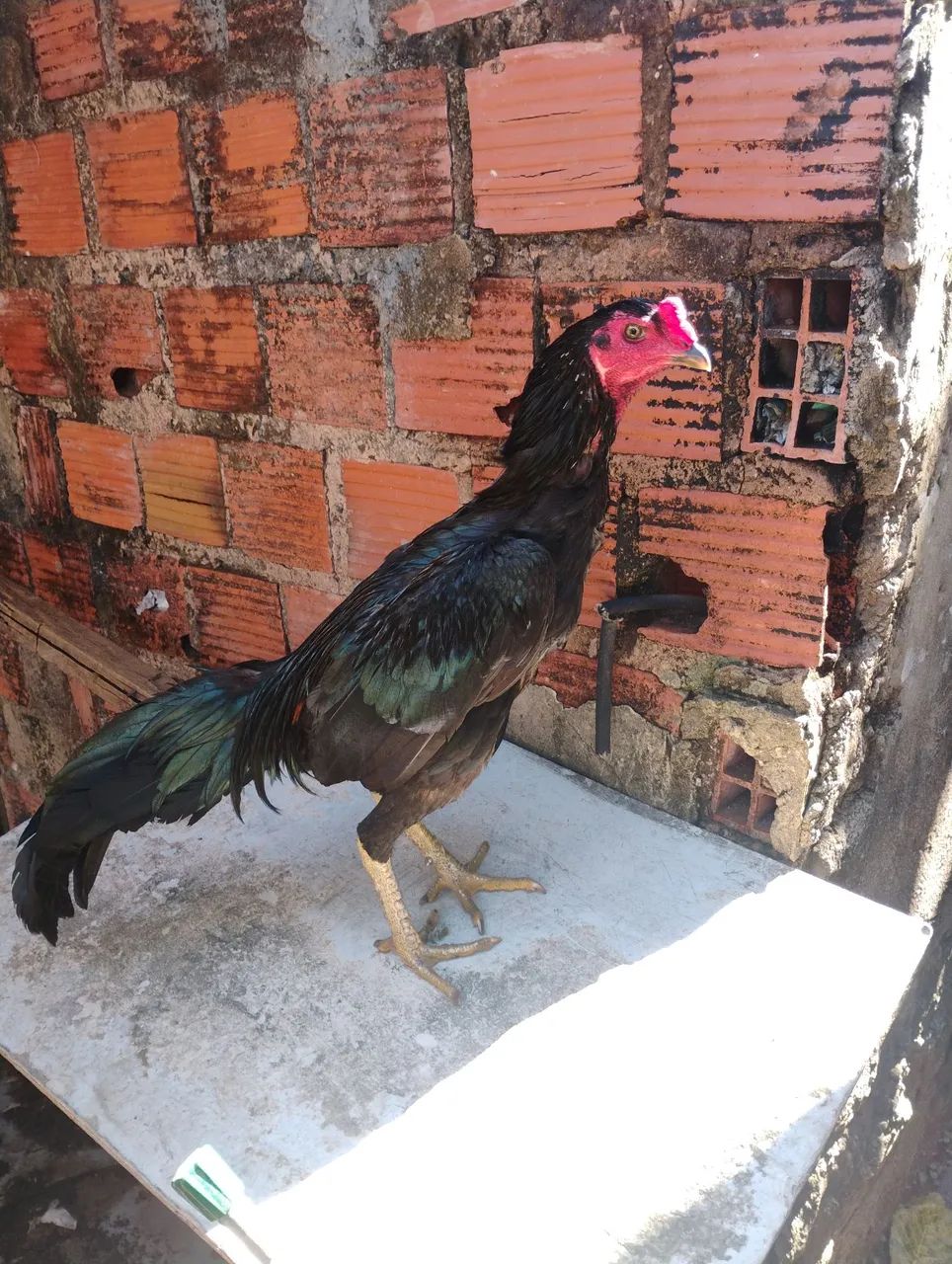 Frango tailandês  - Foto 3