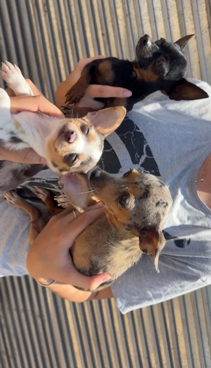 Pinscher fêmea zero - Foto 2