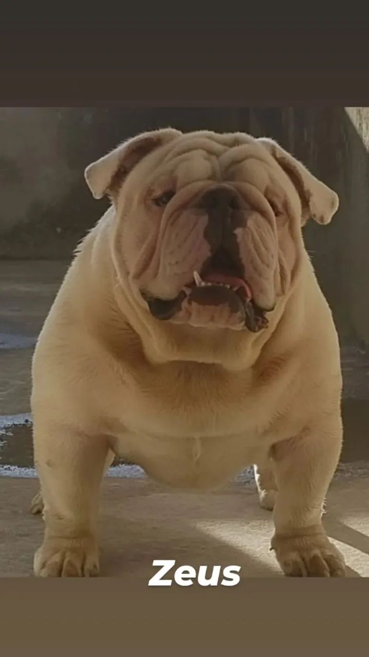 Buldogue  - Foto 5