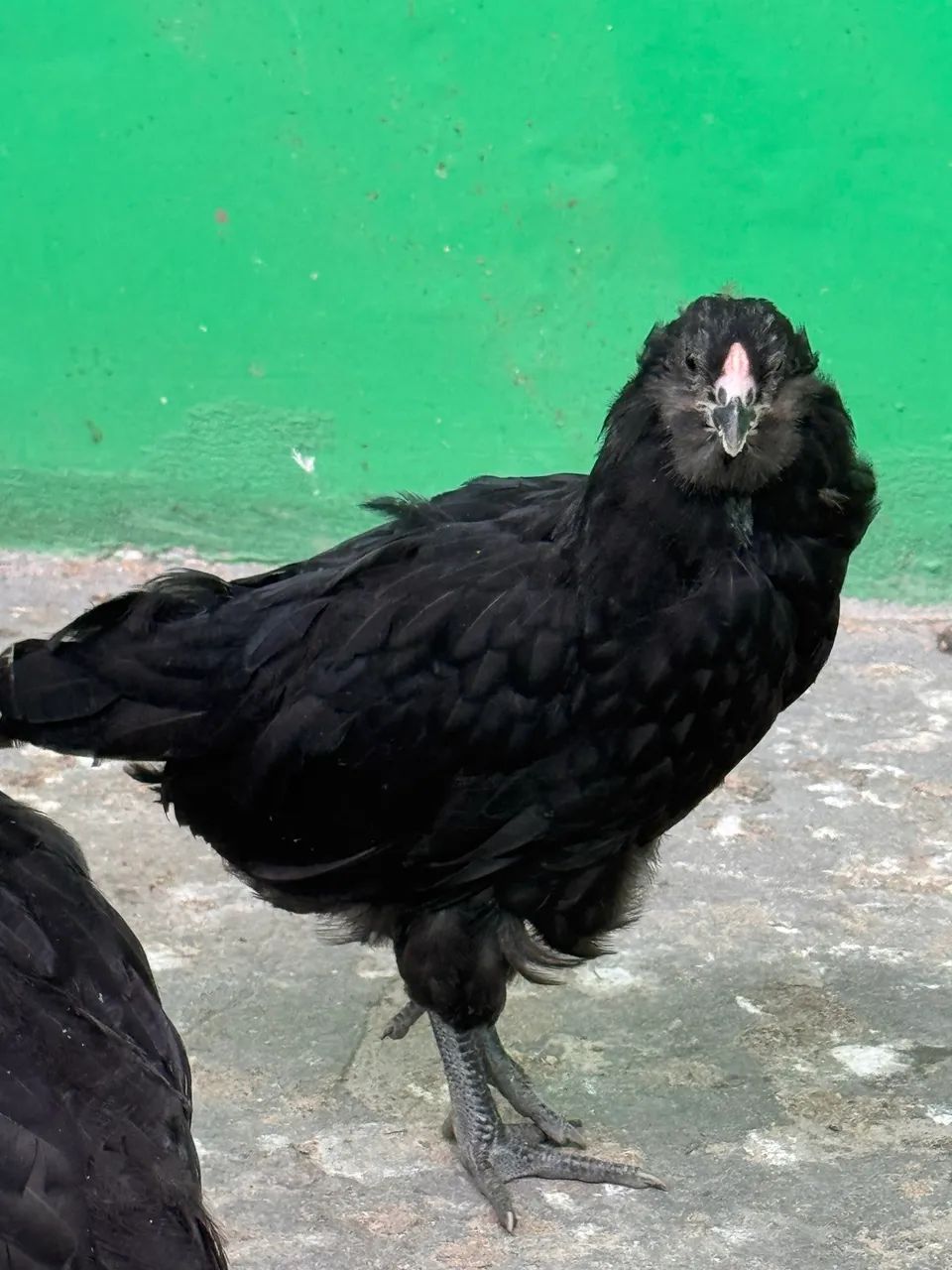 Galinhas e Pintos AMERAUCANAS - Foto 4