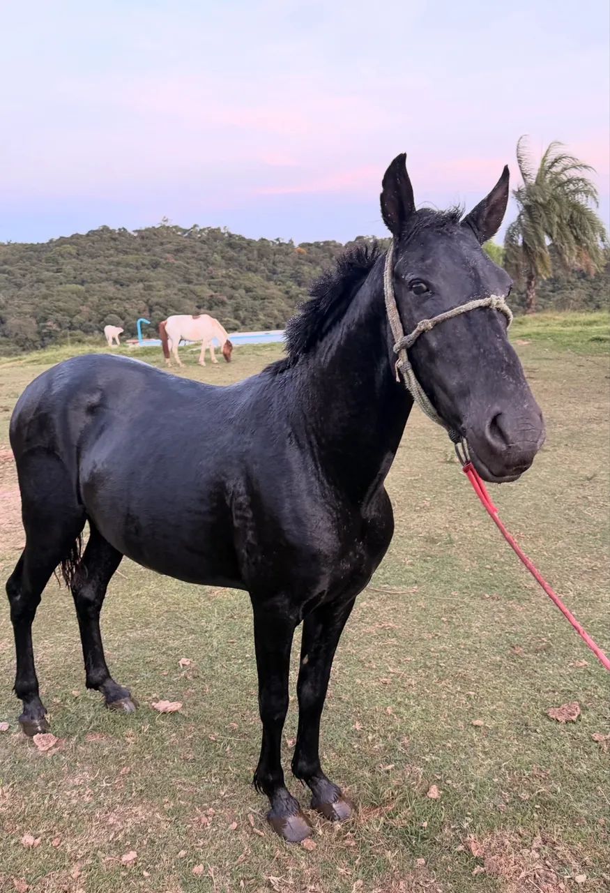 Vendo cavalos  - Foto 2