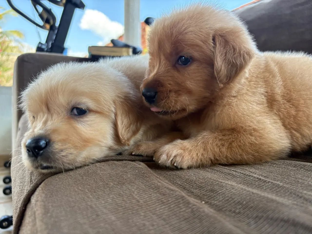 Golden retriever 