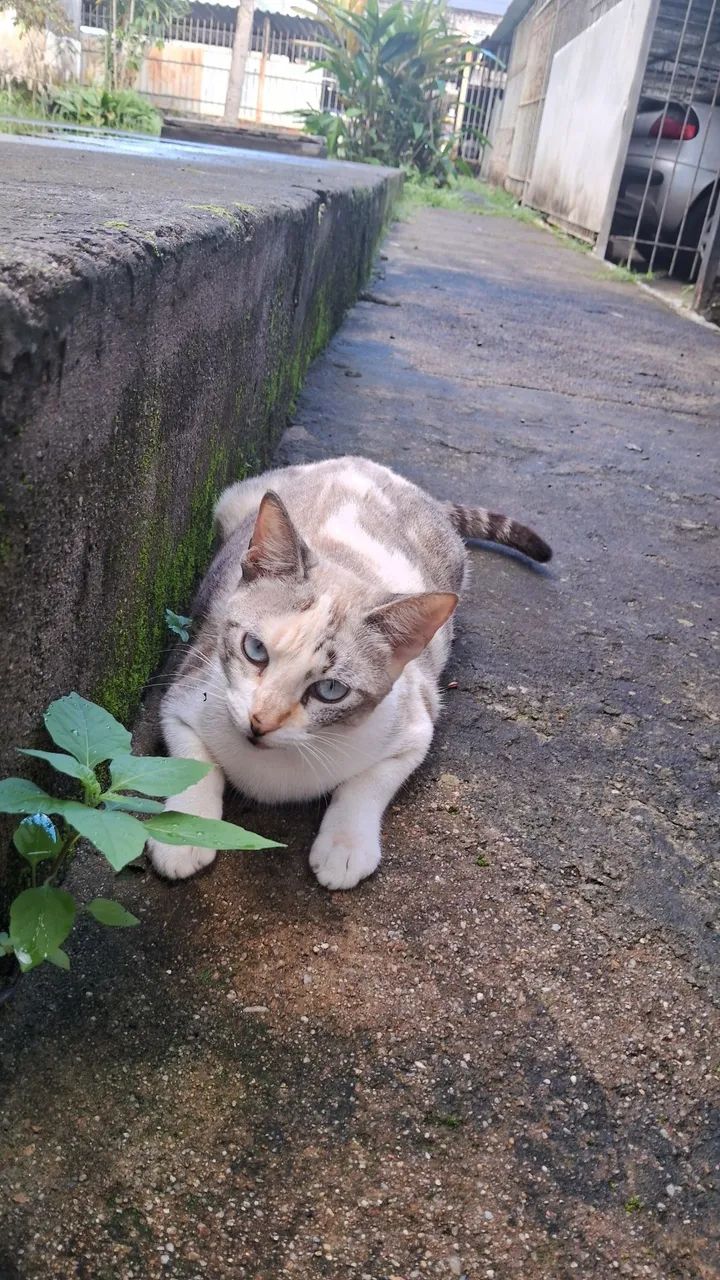 ADOÇÃO GATA CASTRADA - Foto 4
