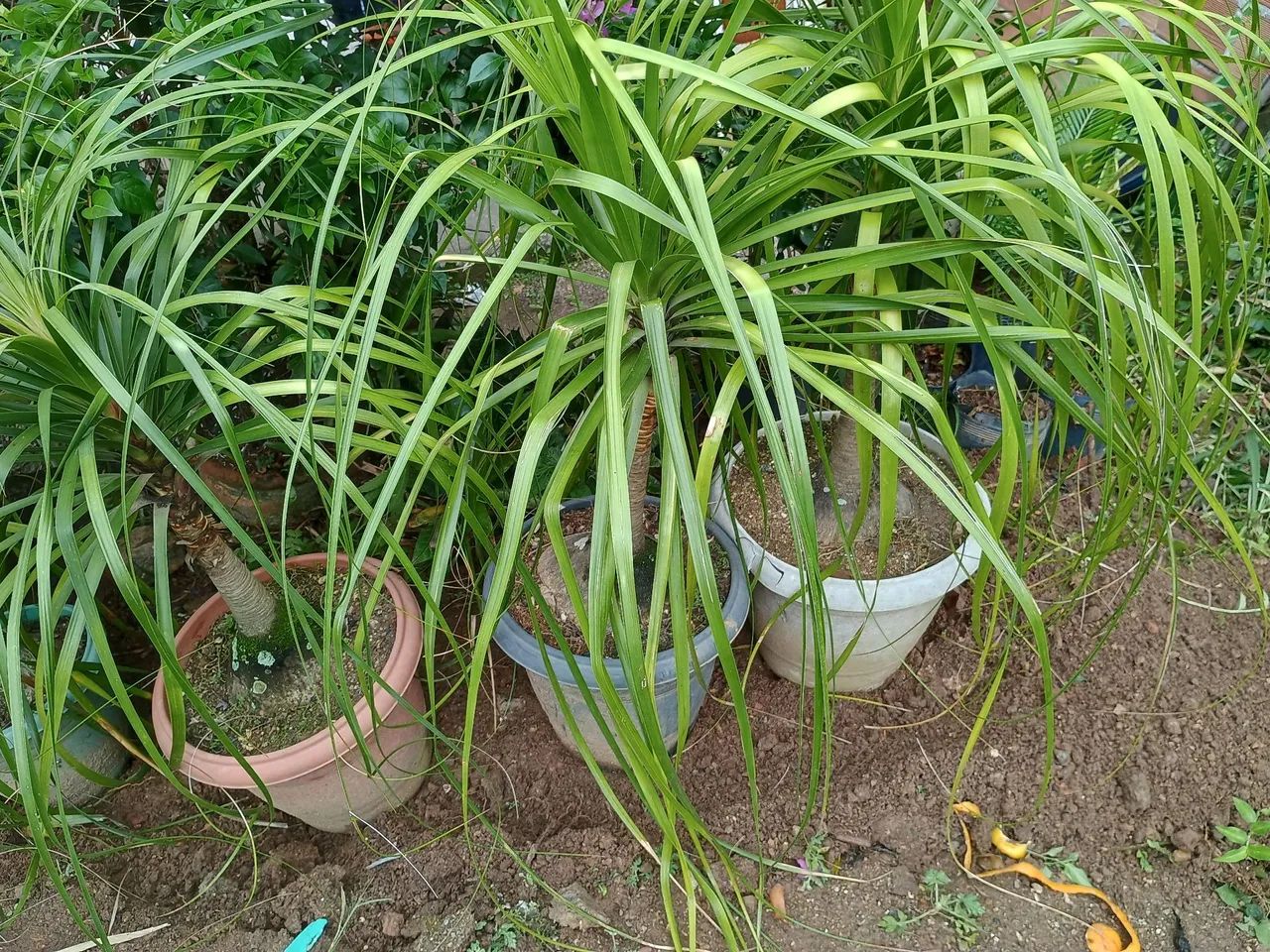 Lindas plantas pata de elefante.
